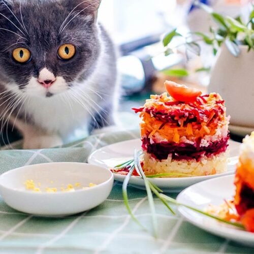 Adult Pet Food for Cats